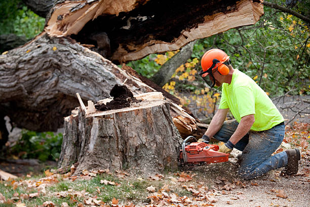 Professional Tree Care  in Glen Carbon, IL